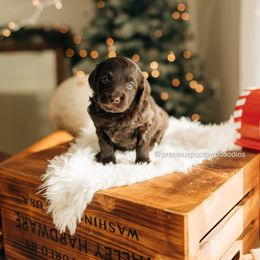 Emmy Lou - Chocolate female Goldendoodle puppy in Bell Buckle, Tennessee from Precious Puptown Doodles
