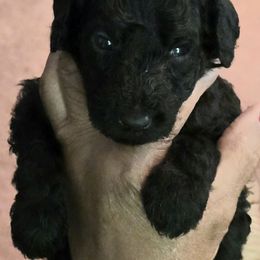 Orange - Blue female Poodle puppy in Browns Summit, North Carolina from Nailah's Beauties: Standard Poodles
