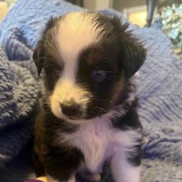 Julia - Black tri female Toy Australian Shepherd puppy in Union Grove, North Carolina from Grove Farm