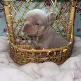 Girl 1 - Tricolors female French Bulldog puppy in Minco, Oklahoma from Findley’s Furbabies