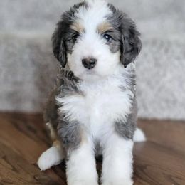 Bernedoodles from Pearly Merle’s Doodle Farm