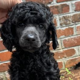 Poodle Puppies from Westborough Standard Poodles