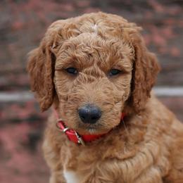 Stormy - Red collar - Red  male Goldendoodle puppy in Puyallup, Washington from Dawnie’s Doodles