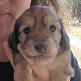 Dachshund Puppies from TNT MINI DACHSHUNDS