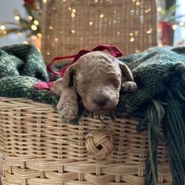Poodle Puppies from Bruno & Co. Puppies