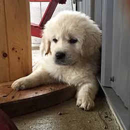 Golden Retriever Puppies from Red Hive Golden Retrievers