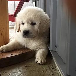 Golden Retriever Puppies from Red Hive Golden Retrievers