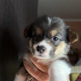 Blixen - Black and tan female Pembroke Welsh Corgi puppy in Delray Beach, Florida from Holly's Pembroke Welsh Corgis