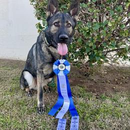 Fury Antares Slovakia - Arrax ATT BCAT FITB DJ OB1 OB2 - Sable male German Shepherd puppy in Oakley, California from Von Guadachi German Shepherds & Audacity Border Collies