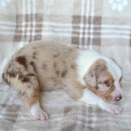 Pumpkin - Red merle female Australian Shepherd puppy in Locust Grove, Oklahoma from Cobler Farms