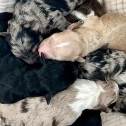 Aussiedoodles and Australian Shepherds from Dutch’s Doodles