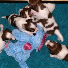 Nederlandse Kooikerhondje Puppies from Sunshine Kooikers