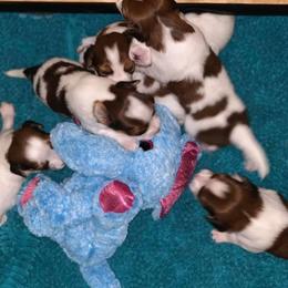 Nederlandse Kooikerhondje Puppies from Sunshine Kooikers