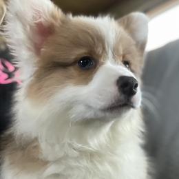 Puppy 5 - White and fawn female Pembroke Welsh Corgi puppy in Port Republic, Maryland from Bestfurends