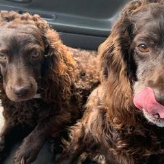 Boykin Spaniels from Birddog Boykins