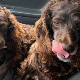 Boykin Spaniels from Birddog Boykins