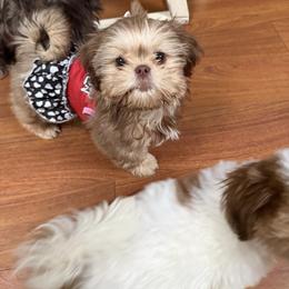 Zoey - Liver female Shih Tzu puppy in Suwanee County, Florida from Everlasting Shih Tzu