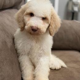 Girl 2 - Parti female Goldendoodle puppy in Cartersville, Georgia from Oodles of doodles nw ga