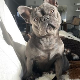French Bulldog All Grown Up from Frenchies On The Hill, LLC
