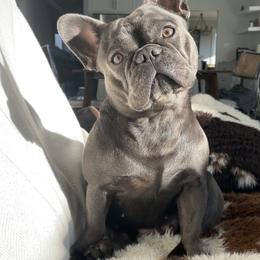 French Bulldog All Grown Up from Frenchies On The Hill, LLC