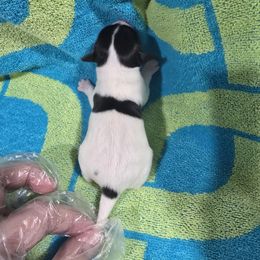 Angel - White and black female Papillon puppy in Hollister, Missouri from Swan Creek Kennel