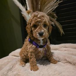 Maggie - Apricot female Goldendoodle puppy in Bristol, Tennessee from Brasingtondoodles