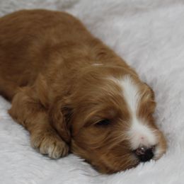 Bernedoodle and Goldendoodle Puppies from Paramount Family Doodles