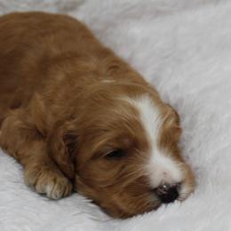 Bernedoodle and Goldendoodle Puppies from Paramount Family Doodles