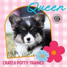 Queen - Black and tan female Pembroke Welsh Corgi puppy in Mona, Utah from Sorensen Corgis