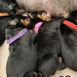Purple - Black and mahogany female Rottweiler puppy in Concord, North Carolina from KJB Kennels