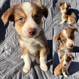 Nova - Red tri female Toy Australian Shepherd puppy in Brooker, Florida from Honey, I Shrunk the Aussies