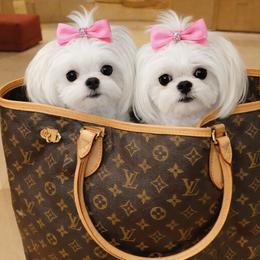 Maltese Puppies from Made to Love Maltese LLC