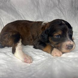 Girl 2 - Red female Aussiedoodle puppy in Alabama from SBA Aussies