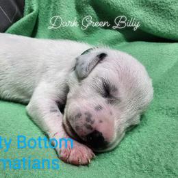 Dalmatian Puppies from Spotty Bottom Dalmatians