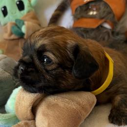 Darth Vader - Belge male Brussels Griffon puppy in Seneca, Missouri from Stephanie’s Puppy Colony