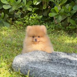 Teddy - Beaver male Pomeranian puppy in Naples, Florida from 🤎 Dreaming Puppies 🐶