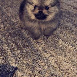 Pomeranian and Yorkshire Terrier Puppies from Melrey's paws