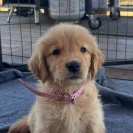 Willow (light Pink) - Dark golden female Golden Retriever puppy in Lodi, California from R3 Sport Dogs (R3 Goldens/ R3 Border Collies)