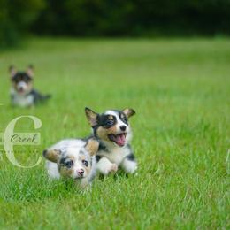 American Corgi and Pembroke Welsh Corgi Puppies from Magnolia Creek Corgis