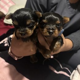 Boy 2 - Black and gold male Yorkshire Terrier puppy in San Tan Valley, Arizona from Great Mates