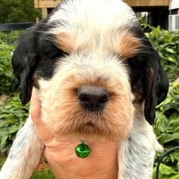 Bluegill - Tri-Roan male English Springer Spaniel puppy in Bay City, Wisconsin from Springer Hills Farm
