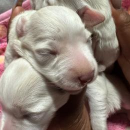 Which Chocolate Female 1 - White female Miniature Schnauzer puppy in Pearland, Texas from K & S Schnauzers