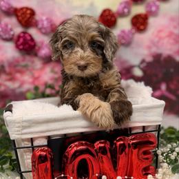 Gold Nugget - Chocolate male Australian Labradoodle puppy in Brush Prairie, Washington from Fancy Pants Labradoodles