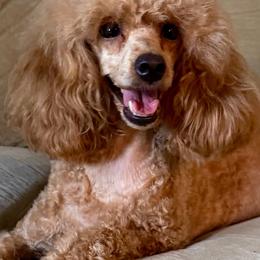 Poodle puppies from Orel Toy & Miniature Poodles