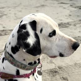 Lucy - Dalmatian