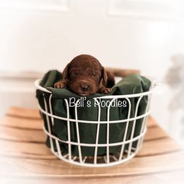 Poodle Puppies from Bell’s Poodles