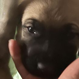 Anatolian Shepherd Dog and Kangal Puppies from Miralan Guardian Dog's