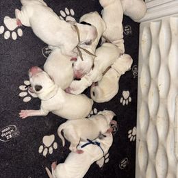 7th pick make - White and liver brown male Dalmatian puppy in Toledo, Ohio from Exquisite Dalmatians & Poodles