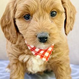 Midna - Apricot female Goldendoodle puppy in Mona, Utah from Hearts Full of Puppies