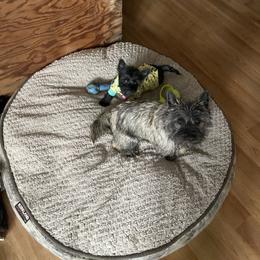 Cairn Terrier Puppies from Central Oregon Cairn Terriers